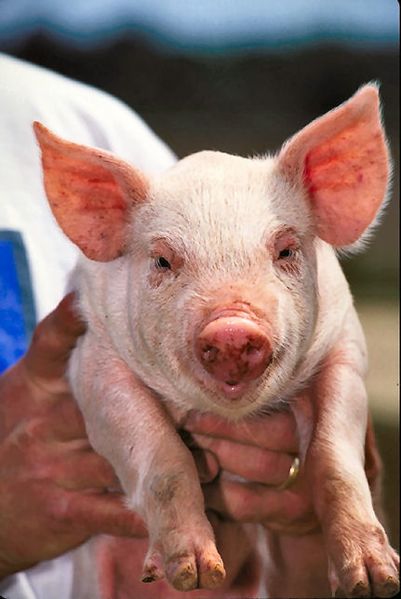 ملف:Pig USDA01c0116.jpg