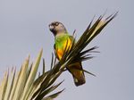 Poicephalus senegalus -Maspalomas, Gran Canaria, Canary Islands, Spain-8.jpg