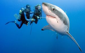 Two divers look at a great white during a dive without shark cages in the waters off the coast of Mexico.jpg