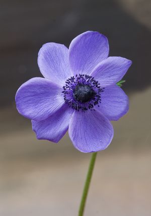 Anemone coronaria-001.jpg