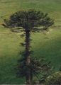 Araucaria view from above
