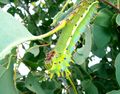 Caterpillar of the Emperor Gum Moth.