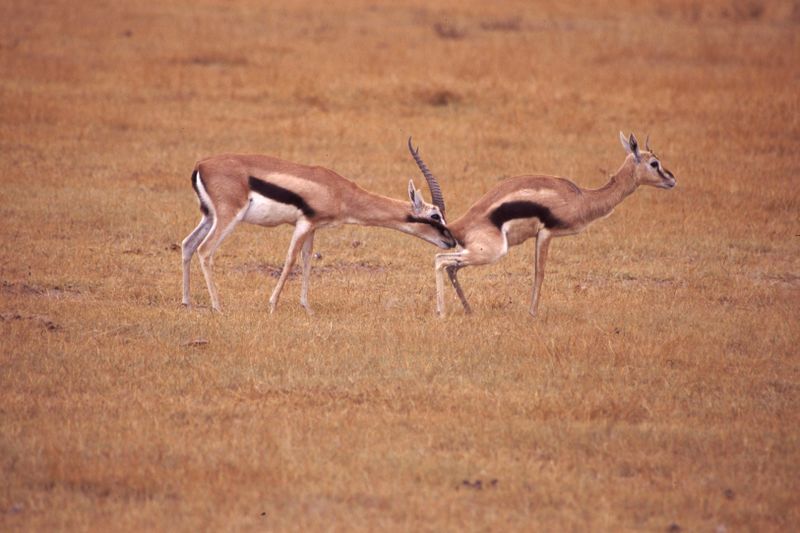 ملف:Gazelle Checking Estrus.jpg