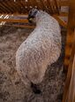Lithuanian black-headed sheep (Belagro-2021).jpg