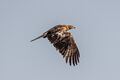 Short toed snake eagle taking off in the grasslands بالقرب من مدينة بنگالور