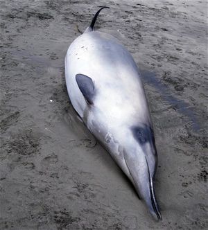 Spade Toothed Whale1.jpg