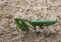 Adult Sphodromantis viridis, Giant African Mantis