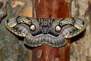 Brahmaea wallichii insulata (Brahmeid Moth) wb edit.jpg