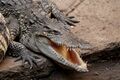 Crocodylus siamensis (head, mouth open, in zoo).jpg