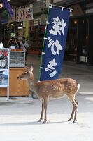 Tame deer wandering the streets of the town of Miyajima, Japan