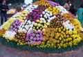 A chrysanthemum show