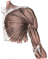 Superficial muscles of the chest and front of the arm.
