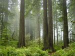 Redwood forest in a fog