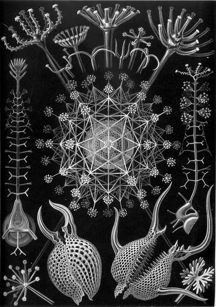 ملف:Haeckel Phaeodaria 61.jpg