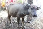 A male buffalo before it's sacrifice which took place on the occassion of Durga Puja in Kalibari Temple, Silchar, Assam.JPG