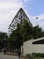Mature Araucaria tree (A. bidwillii) as an exotic ornamental tree in Valparaiso, Chile