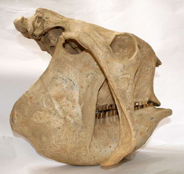 ملف:Craneo de Glyptodon.jpg
