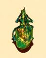 Iridescent scales of Lamprocyphus augustus weevil contain diamond-based crystal lattices oriented in all directions to give almost uniform green.
