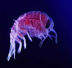 Many crustaceans are very small, like this tiny amphipod, and make up a significant part of the ocean's zooplankton.
