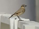 Isabelline Wheatear (Oenanthe isabellina) (6786498564).jpg