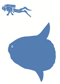 Ocean sunfish size.png