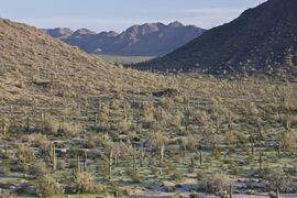 Sonoran Desert NM (9406686984).jpg