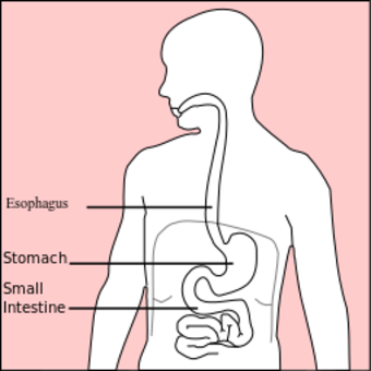 Stomach diagram.svg