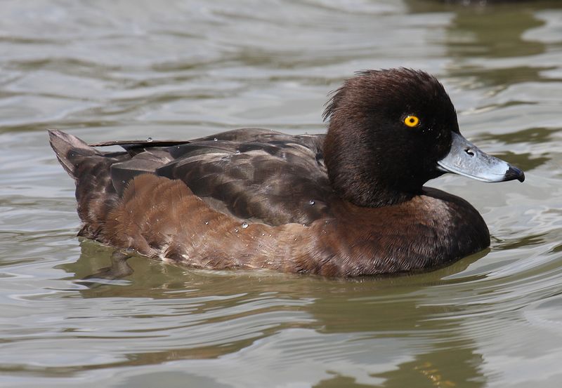 ملف:Tufted-Duck-female.jpg