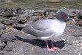 The Swallow-tailed Gull, endemic inhabitant of the Galápagos Islands.