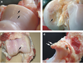 Examples of damaged cartilage in gross pathological specimen from sows. (a) cartilage erosion (b) cartilage ulceration (c) cartilage repair (d) osteophyte (bone spur) formation.
