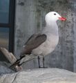 Heermann's Gulls have all over greyish plumage with a white head during the breeding season.