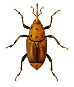 Rhynchophorus ferrugineus.jpg
