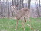 White-tailed deer, Heath Ohio.JPG