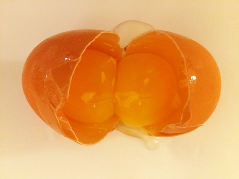 ملف:Egg with two yellows.jpg