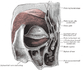 العضلة الدويرية العينية، كما تظهر من الخلف.