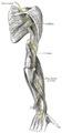 The suprascapular, axillary and radial nerves.