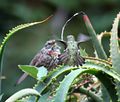 Hummingbird attacking larger Song Sparrow