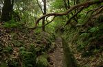 Old roads and passages between villages and other places in Madeira Island surrounded by prehistoric forest
