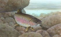 Rainbow trout FWS 1.jpg