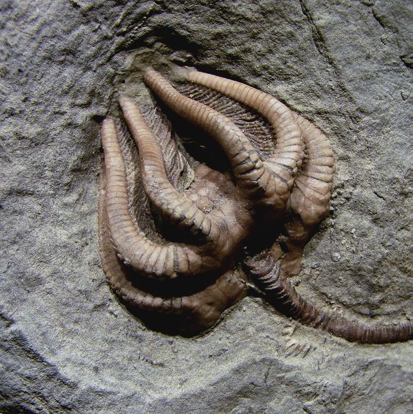 ملف:Agaricocrinus americanus Carboniferous Indiana.jpg