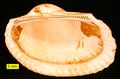 The arcid bivalve Anadara from the Pliocene of Cyprus.