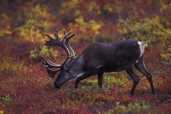 Barren ground caribou grazing with autumn foliage in background.jpg
