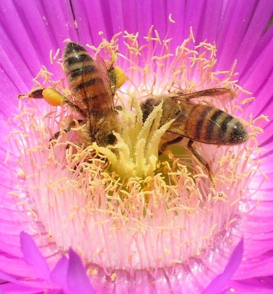 ملف:Honeybee pollen basket.JPG