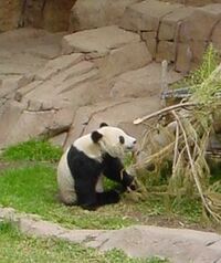 Panda eating Bamboo.jpg