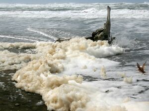 Sea foam at Ocean Beach in San Francisco -1 on 3-25-11.jpg