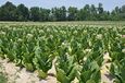 Tobacco field in Rolesville, North Carolina, USA.