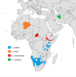 Acinonyx jubatus subspecies range IUCN 2015.png