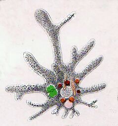 Naked amoeba showing food vacuoles and ingested diatom