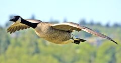 Canada goose flight cropped and NR.jpg