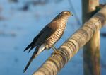 Gavilán - Esparver vulgar - Eurasian sparrowhawk - Accipiter nisus.jpg